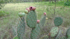 Opuntia lagunae