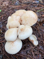 Rhodocollybia