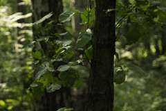 Prunus padus
