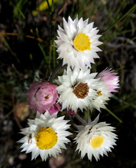 Achyranthemum paniculatum