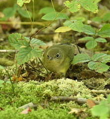 Oporornis agilis
