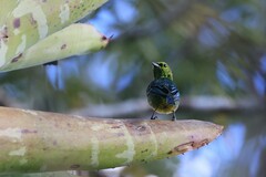 Ixothraupis xanthogastra