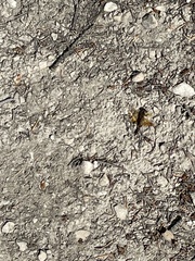 Sympetrum semicinctum