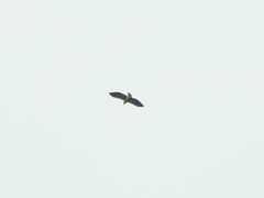 Buteogallus