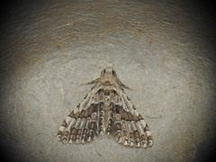 Alucita palodactyla