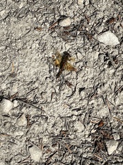 Sympetrum semicinctum