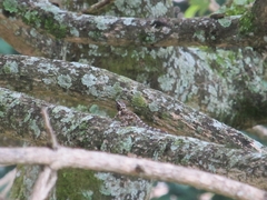 Anolis sulcifrons