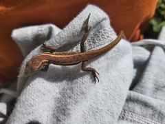 Liolaemus cyanogaster