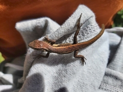 Liolaemus cyanogaster