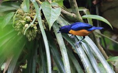 Euphonia rufiventris