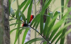 Ramphocelus nigrogularis