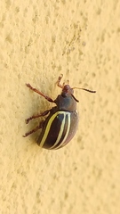 Doryphorina