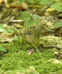 Oporornis agilis