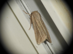 Mythimna riparia