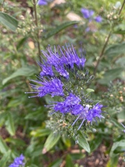 Caryopteris