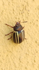 Doryphorina