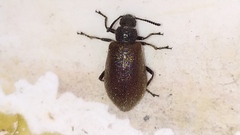 Lagria villosa