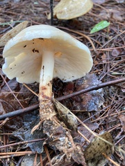 Rhodocollybia