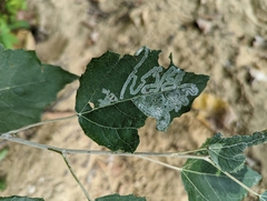 Phyllocnistis populiella