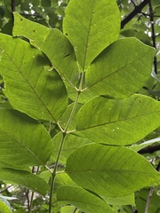 Fraxinus