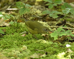 Oporornis agilis