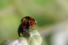Hesperomyces harmoniae