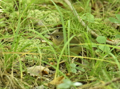 Oporornis agilis