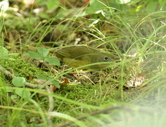 Oporornis agilis
