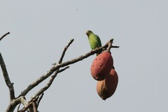 Brotogeris cyanoptera