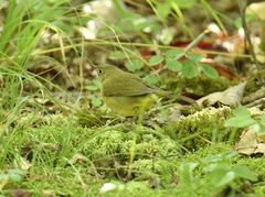 Oporornis agilis
