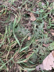 Asteraceae