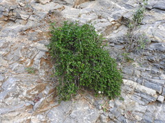 Rubia tenuifolia