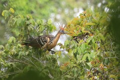 Opisthocomus hoazin