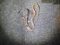 Coelognathus radiatus