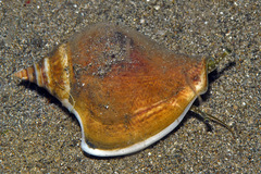 Laevistrombus canarium