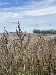 Cyclachaena xanthiifolia