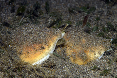 Laevistrombus canarium