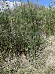 Schoenoplectus acutus