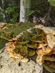 Mensularia radiata