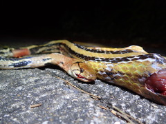 Coelognathus radiatus
