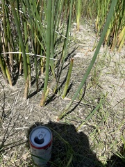 Schoenoplectus acutus