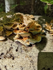 Mensularia radiata