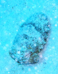 Sepia prashadi