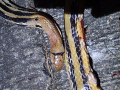 Coelognathus radiatus