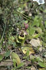 Ophrys tenthredinifera