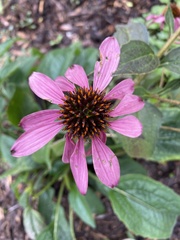 Echinacea