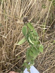 Monarda fistulosa