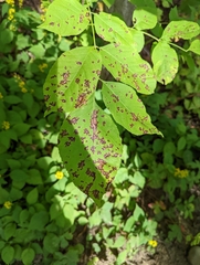 Mycosphaerella fraxinicola