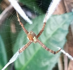 Argiope perforata