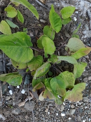 Trachystemon orientalis